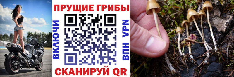 Псилоцибиновые грибы Cubensis  Реутов 